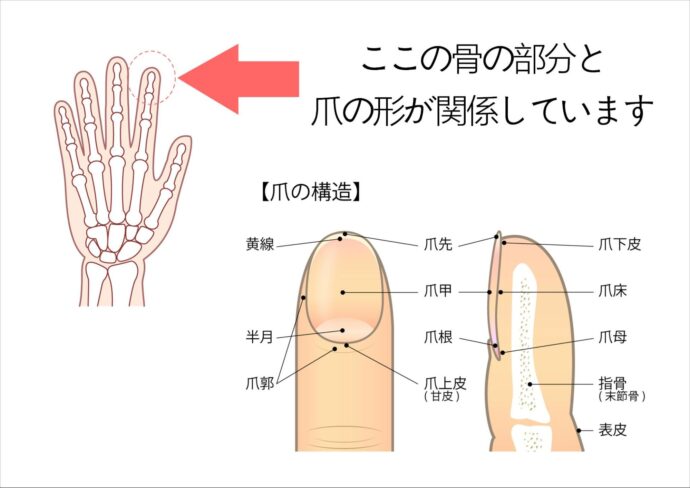 爪の作りの解説画像